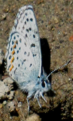 Blue Butterfly along the Pacific Crest and Tahoe to Yosemite Trails.